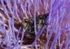 Larinus ochreatus